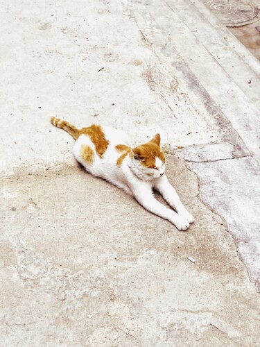 Fotografie mit dem Titel "THE YOGA CAT" von Katherine Lee, Original-Kunstwerk, Digitale Fotografie