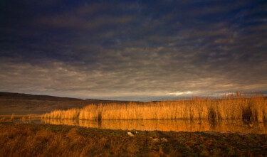 Фотография под названием "Reeds" - Kay Jay, Подлинное произведение искусства, Цифровая фотография