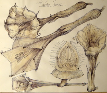 Drawing titled "5-planta-natural-mi…" by Gabriel Kelemen, Original Artwork