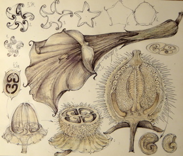 Zeichnungen mit dem Titel "6-planta-natural-mi…" von Gabriel Kelemen, Original-Kunstwerk, Kugelschreiber