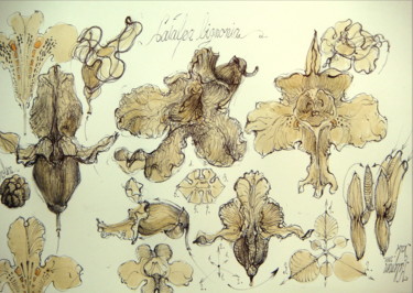 Dessin intitulée "7-catalpa-bignonia-…" par Gabriel Kelemen, Œuvre d'art originale