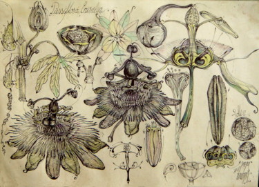 Dessin intitulée "8-passiflora-caerul…" par Gabriel Kelemen, Œuvre d'art originale