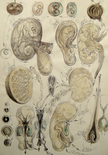 Dessin intitulée "17-om-organe-embrio…" par Gabriel Kelemen, Œuvre d'art originale