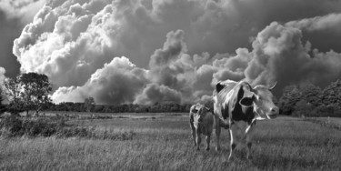Photographie intitulée "Les Vaches" par Kempfi, Œuvre d'art originale, Photographie numérique