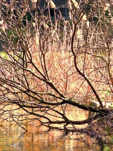 Photography titled "Fallen Tree in the…" by Ken Lerner, Original Artwork, Digital Photography