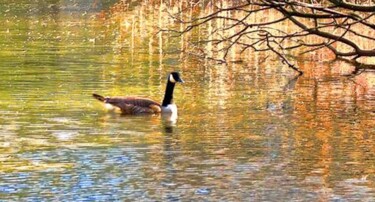 Fotografie mit dem Titel "A Goose on the Lake…" von Ken Lerner, Original-Kunstwerk, Digitale Fotografie