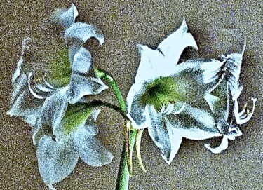 Photography titled "Amaryllis 50b" by Ken Lerner, Original Artwork, Digital Photography