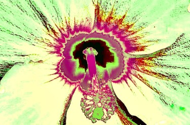 摄影 标题为“Hibiscus 10d7” 由Ken Lerner, 原创艺术品, 数码摄影