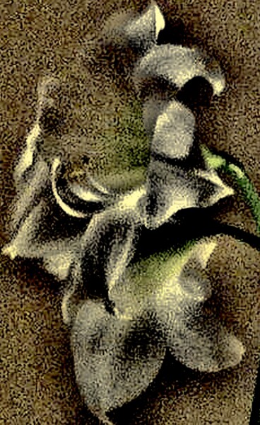 Fotografia zatytułowany „Amaryllis 6b3” autorstwa Ken Lerner, Oryginalna praca, Fotografia cyfrowa