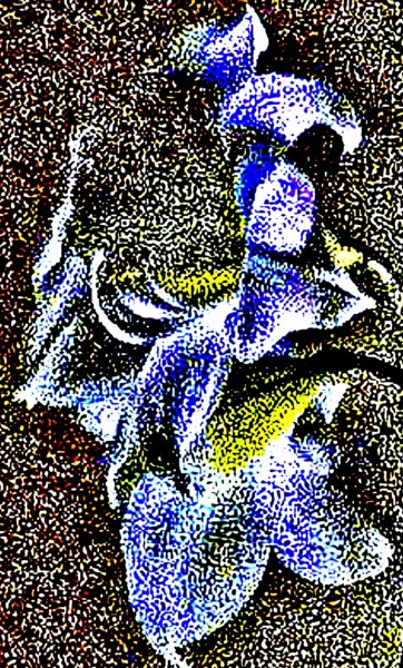 Photographie intitulée "Amaryllis 50b5c" par Ken Lerner, Œuvre d'art originale, Photographie numérique