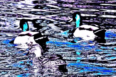 Fotografia intitolato "Central Park Ducks…" da Ken Lerner, Opera d'arte originale, Fotografia digitale