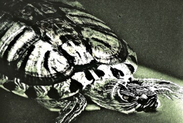 Fotografie mit dem Titel "Turtle in Turtle Po…" von Ken Lerner, Original-Kunstwerk, Digitale Fotografie