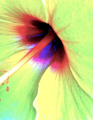 Photographie intitulée "Hibiscus 1" par Ken Lerner, Œuvre d'art originale, Photographie numérique