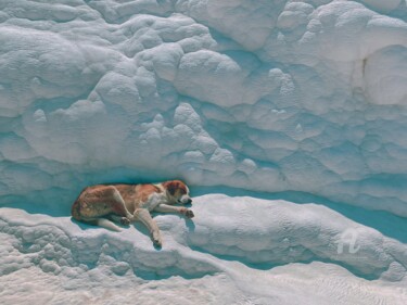 Fotografía titulada "Whelmed in Sleep" por Kerem Bozdogan, Obra de arte original, Fotografía digital