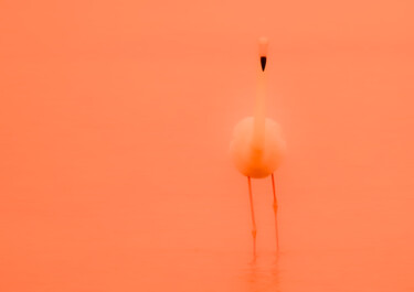 Photography titled "Le flamant" by Kevin Cros, Original Artwork, Manipulated Photography