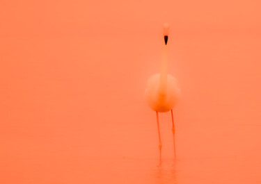 Photographie intitulée "Le flamant" par Kevin Cros, Œuvre d'art originale, Photographie manipulée