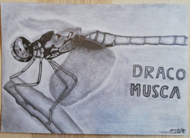 Zeichnungen mit dem Titel "Draco musca" von Kevin Schaller, Original-Kunstwerk, Bleistift