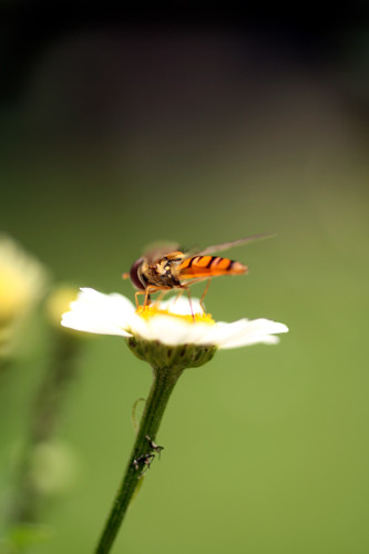 Photographie intitulée "Bee One" par Kevin.R, Œuvre d'art originale