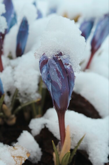 Fotografia intitolato "Crocuses in the sno…" da Kh_yaguar, Opera d'arte originale, Fotografia digitale