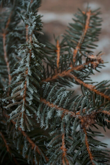Fotografia zatytułowany „Christmas Tree” autorstwa Kh_yaguar, Oryginalna praca, Fotografia filmowa