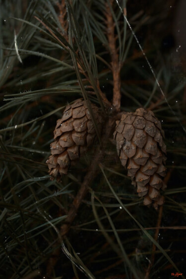 Photography titled "Spruce cones" by Kh_yaguar, Original Artwork, Analog photography
