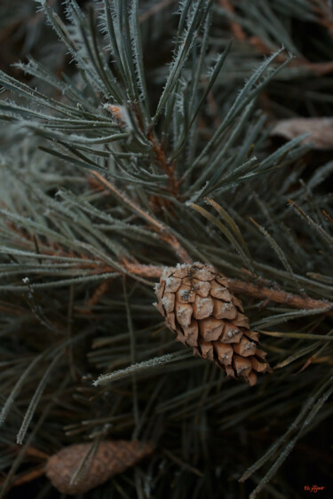 Photography titled "Spruce Branch" by Kh_yaguar, Original Artwork, Analog photography