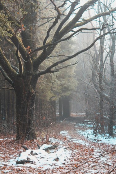 Fotografia zatytułowany „Оak.The magic of th…” autorstwa Kh_yaguar, Oryginalna praca, Fotografia cyfrowa