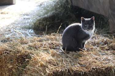 Photography titled "Kitty on the Hay" by Khylin Bellhorn, Original Artwork, Digital Photography