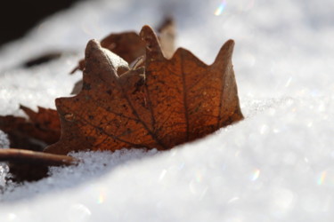 Photography titled "Fallen Leaf in Wint…" by Khylin Bellhorn, Original Artwork, Digital Photography