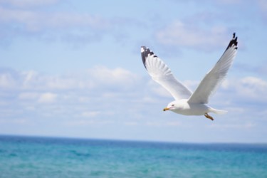 Photography titled "Seagull's Flight" by Khylin Bellhorn, Original Artwork, Digital Photography