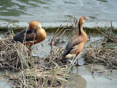 Photography titled "Birds in the park" by Kimmy, Original Artwork