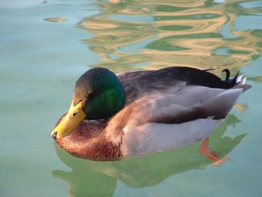 Photography titled "Barcelona Duck" by Kimmy, Original Artwork