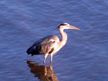 Photography titled "Heron in the Thames" by Kimmy, Original Artwork
