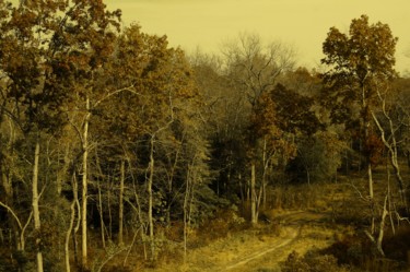 Photography titled "Woodland Path Picto…" by Llewellyn Berry, Original Artwork, Digital Photography