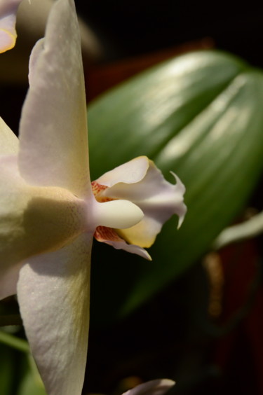 Photography titled "Orchid Portrait #3" by Llewellyn Berry, Original Artwork