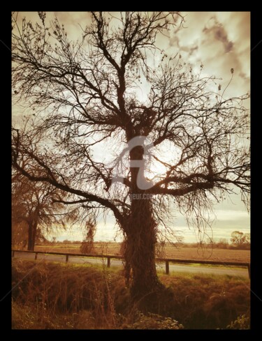 Фотография под названием "Bare tree" - Kind Angel, Подлинное произведение искусства, Цифровая фотография
