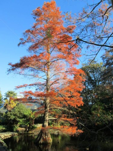 Фотография под названием "Red tree" - Kind Angel, Подлинное произведение искусства