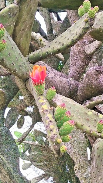 Photographie intitulée "fleur de cactus" par Christine Pons, Œuvre d'art originale, Photographie numérique