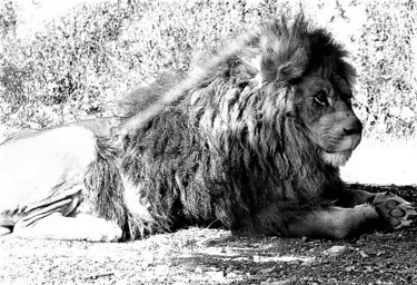 Fotografie mit dem Titel "Le roi lion" von Christine Pons, Original-Kunstwerk