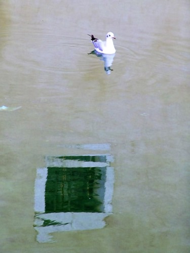 "insolite" başlıklı Fotoğraf Christine Pons tarafından, Orijinal sanat