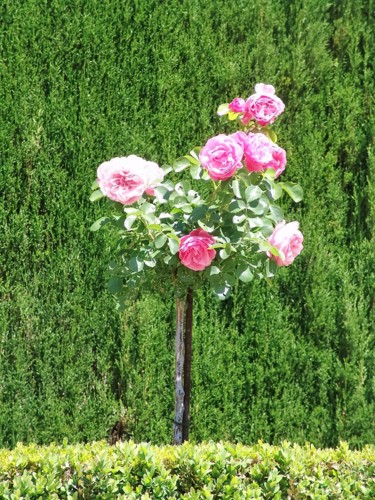 Photographie intitulée "les roses de l´Alha…" par Christine Pons, Œuvre d'art originale