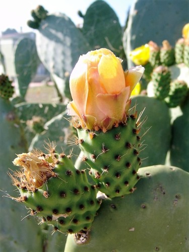 Photographie intitulée "fleur de cactus" par Christine Pons, Œuvre d'art originale