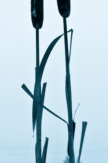 kira vygrivach-the-herbs-04.jpg Fotografie getiteld "kira vygrivach-the-…" door Kira Vygrivach, Origineel Kunstwerk,