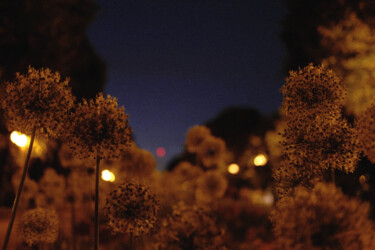 Fotografia zatytułowany „Space Dandelions” autorstwa Kirill Akishkin, Oryginalna praca, Fotografia cyfrowa