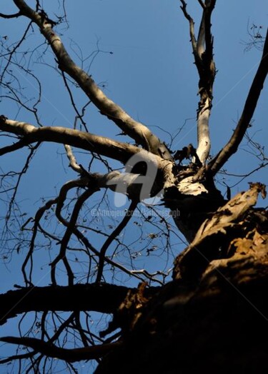 Photography titled "The Old Dead Tree" by Kishore Singh, Original Artwork