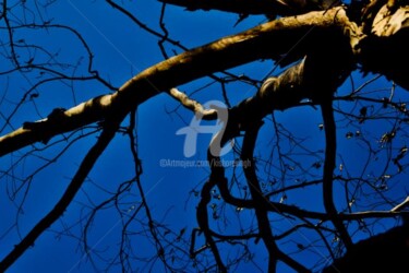 Photographie intitulée "The Old Dead Tree01" par Kishore Singh, Œuvre d'art originale