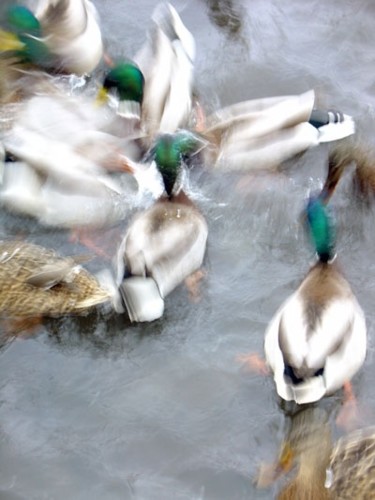 Fotografia zatytułowany „kaczki.jpg” autorstwa Krzysztof Kizlich, Oryginalna praca