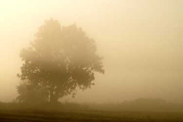 Fotografía titulada "fog tree" por Klaus Vartzbed, Obra de arte original