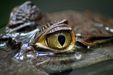 Photographie intitulée "caiman eye" par Klaus Vartzbed, Œuvre d'art originale