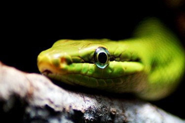 Fotografia intitulada "snake close up" por Klaus Vartzbed, Obras de arte originais